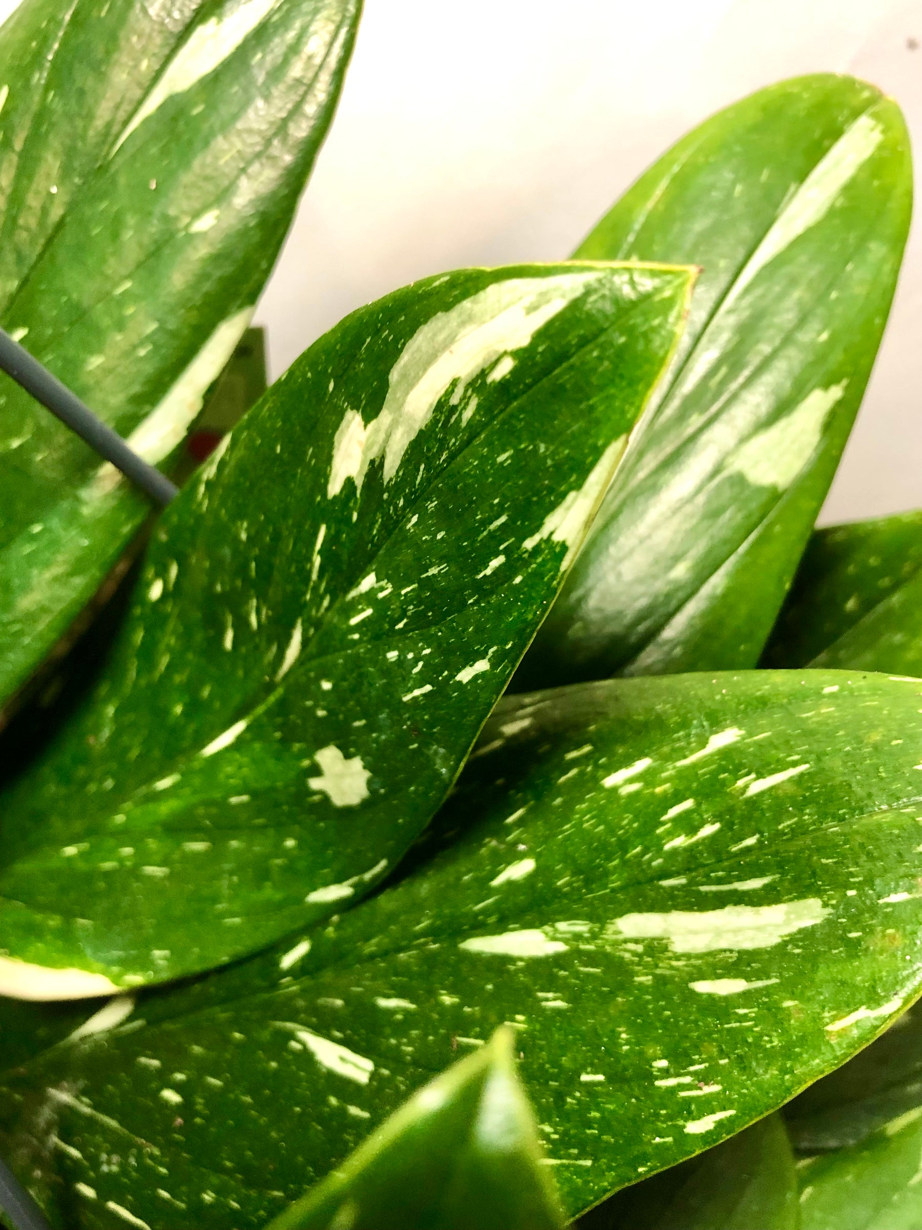 cobra monstera Philodendron Cobra