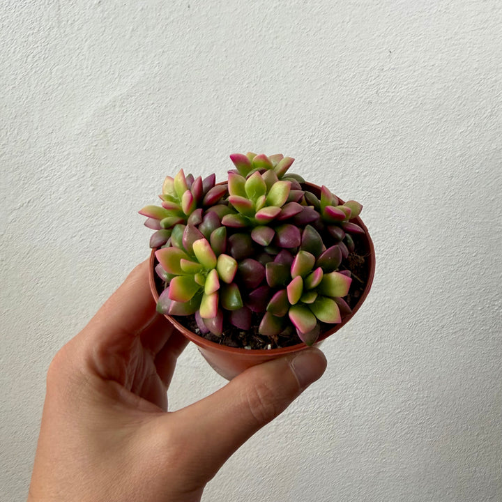 Anacampseros ‘Sunrise’ – Sunrise Succulent