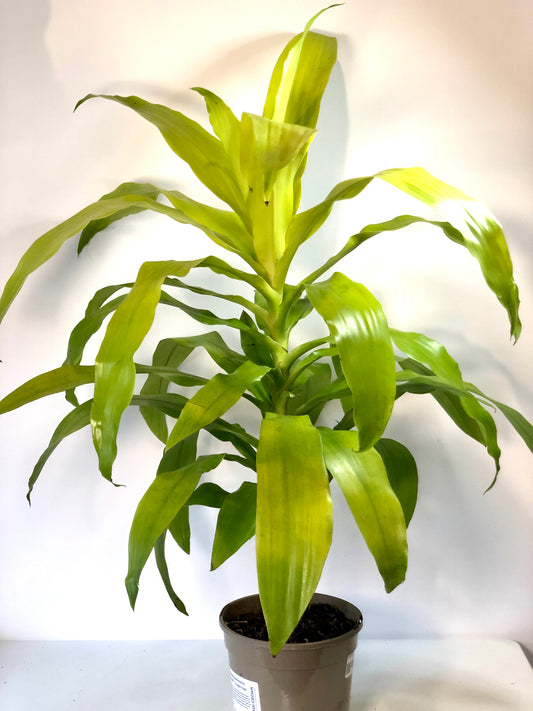 Dracaena Deremensis Lime Light Tip