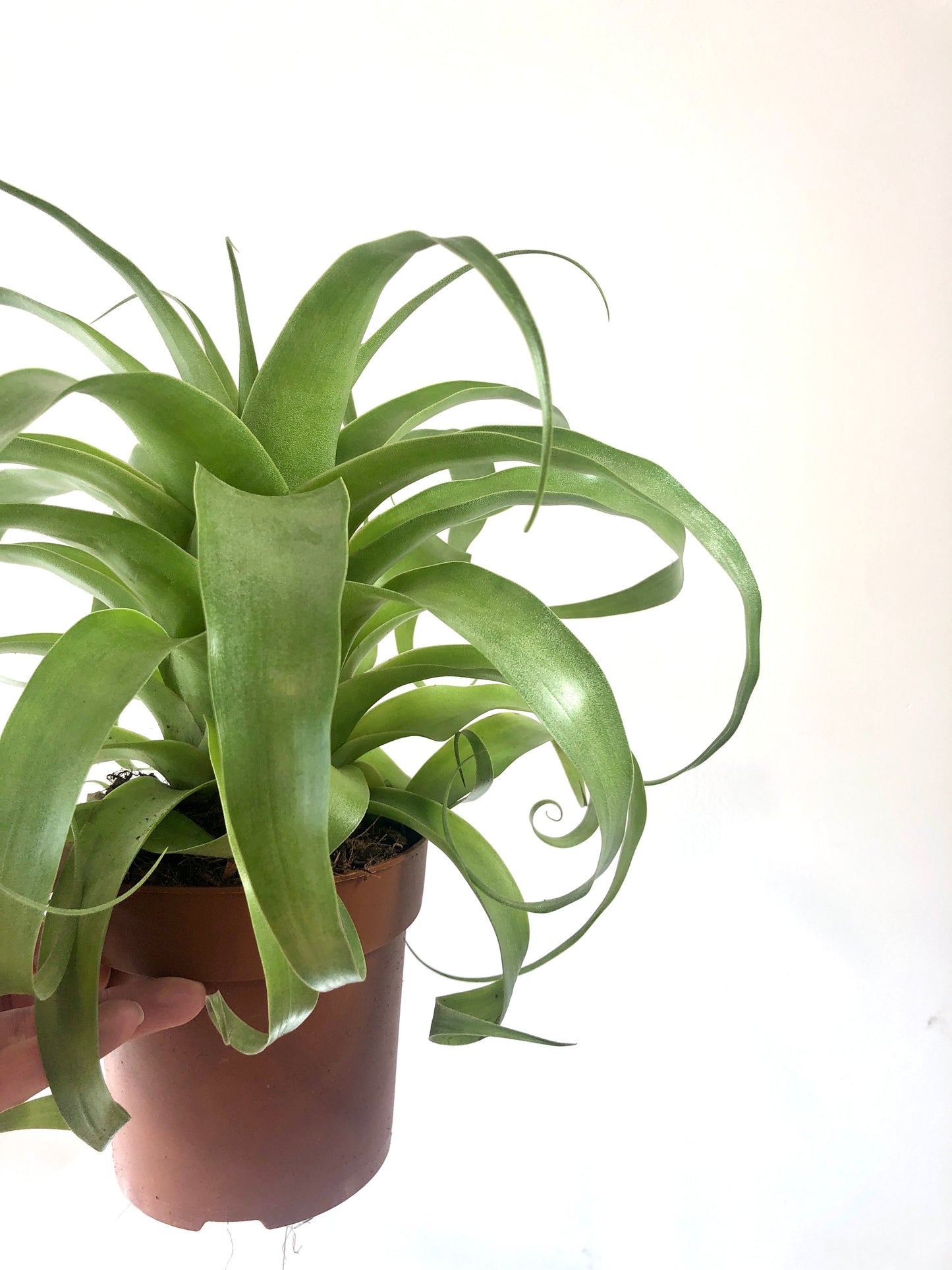 Tillandsia Samantha