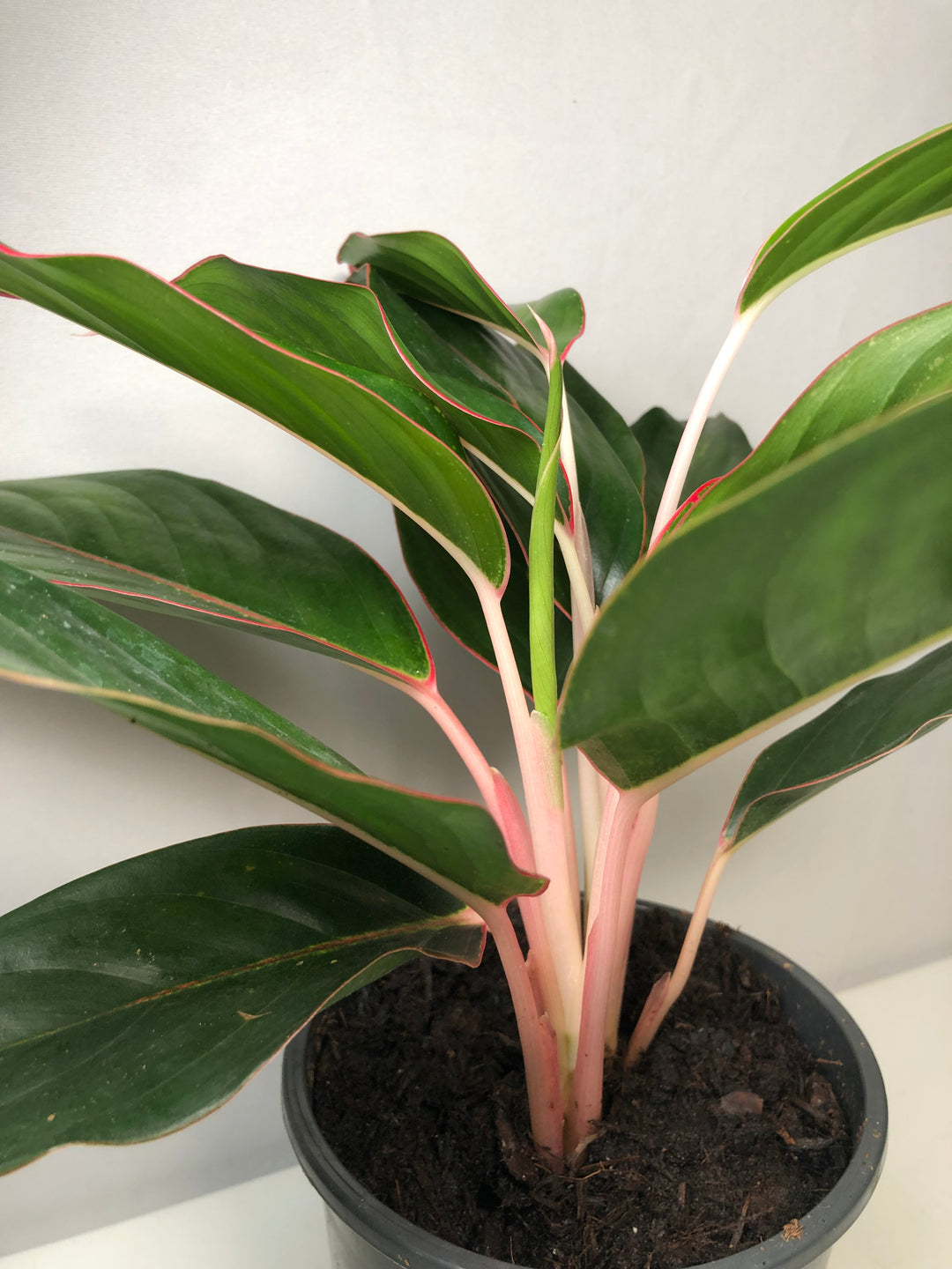 Aglaonema Misterio