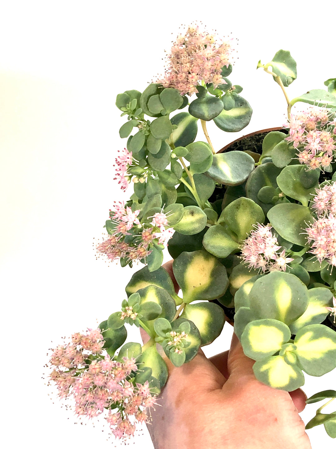 Sedum Sieboldii