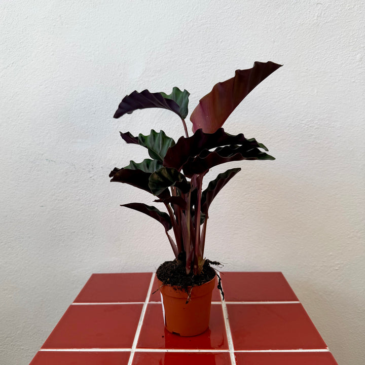 Calathea 'Velvet Glory'