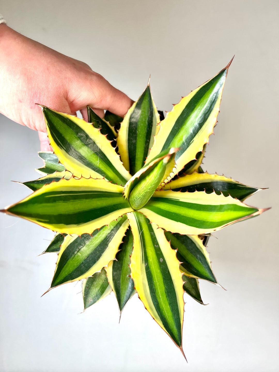 Agave Lophanta `quadricolour`