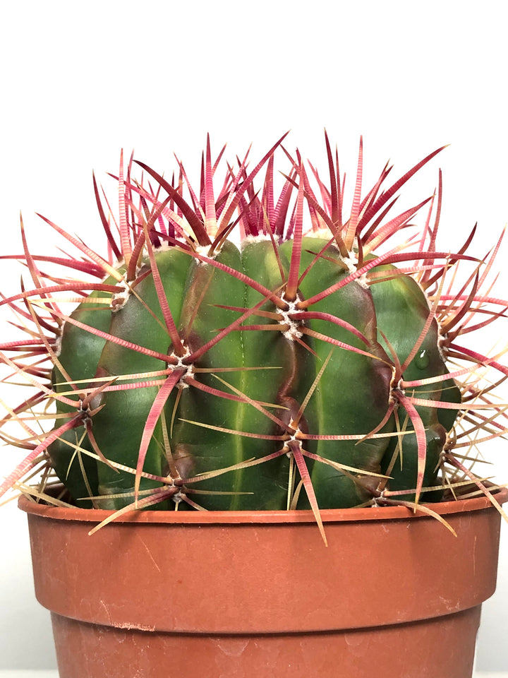 Ferocactus Gracillis -Devil's Tongue Barrel Cactus, Crow's Claw Cactus. Candy Cactus. Fish Hook Cactus.