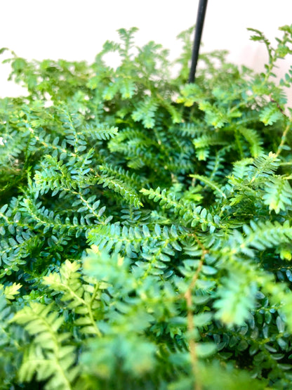 Selaginella uncinata - Blue Spikemoss - Peacock Fern