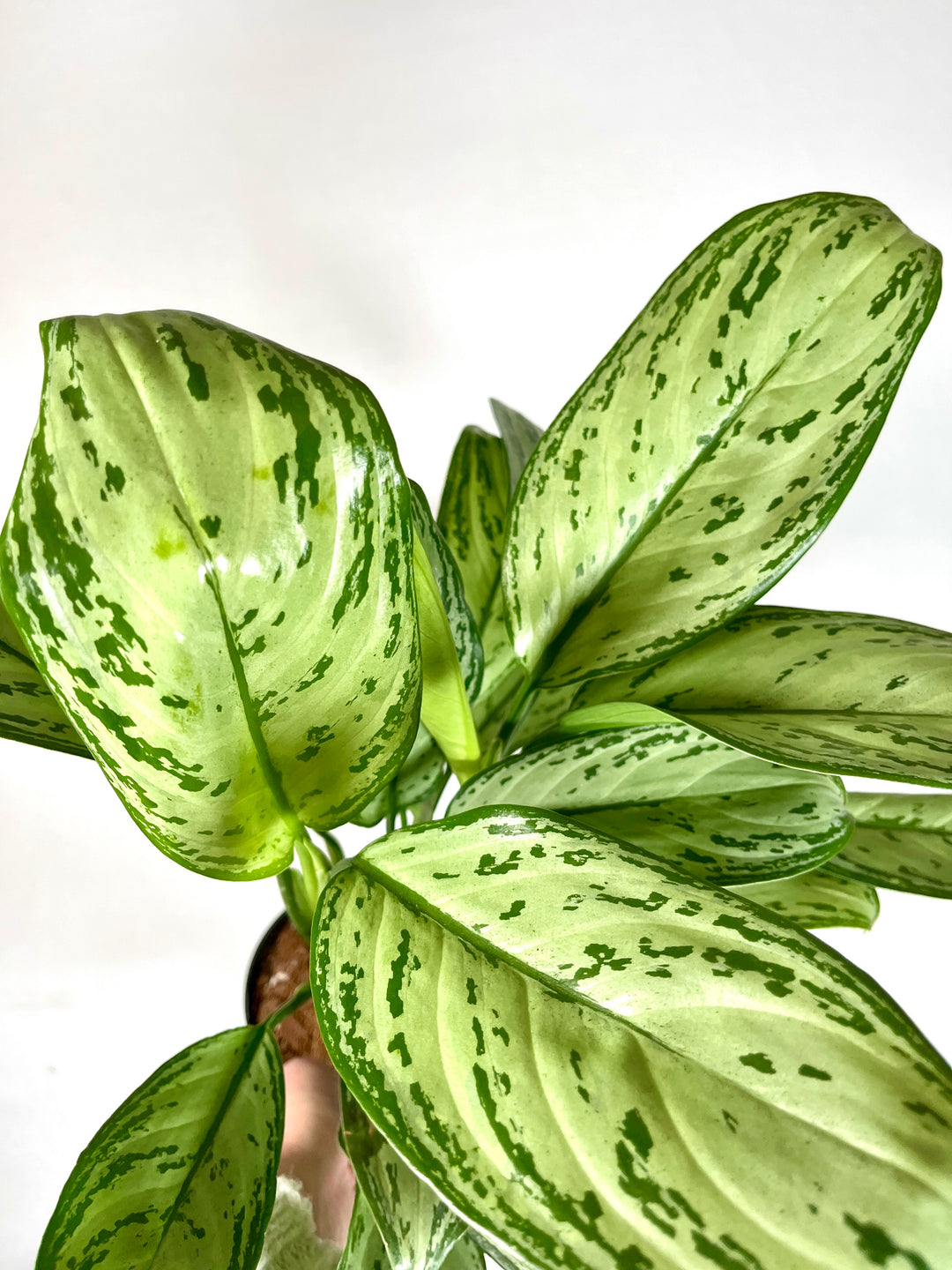 aglaonema maria christina Aglaonema Maria Christina – Plant Studio