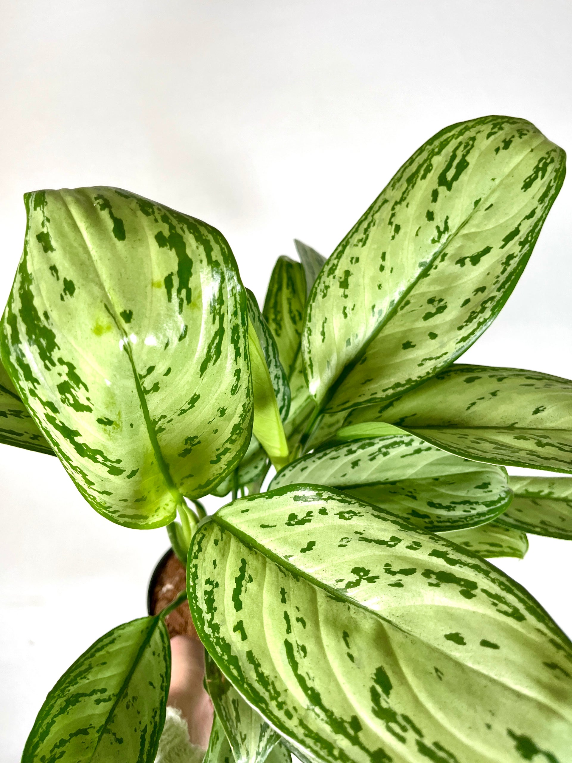 aglaonema maria christina pflege Aglaonema Maria Christina – Plant Studio