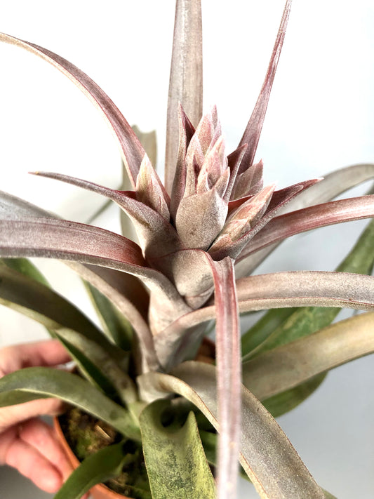 Tillandsia Sandra