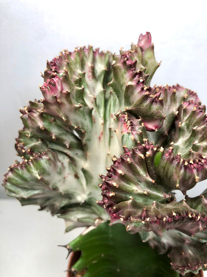 Euphorbia Cristata