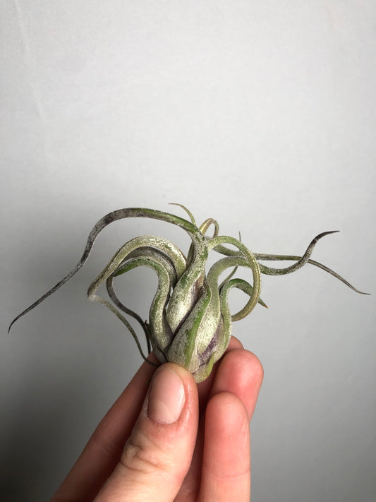 Tillandsia Medusa