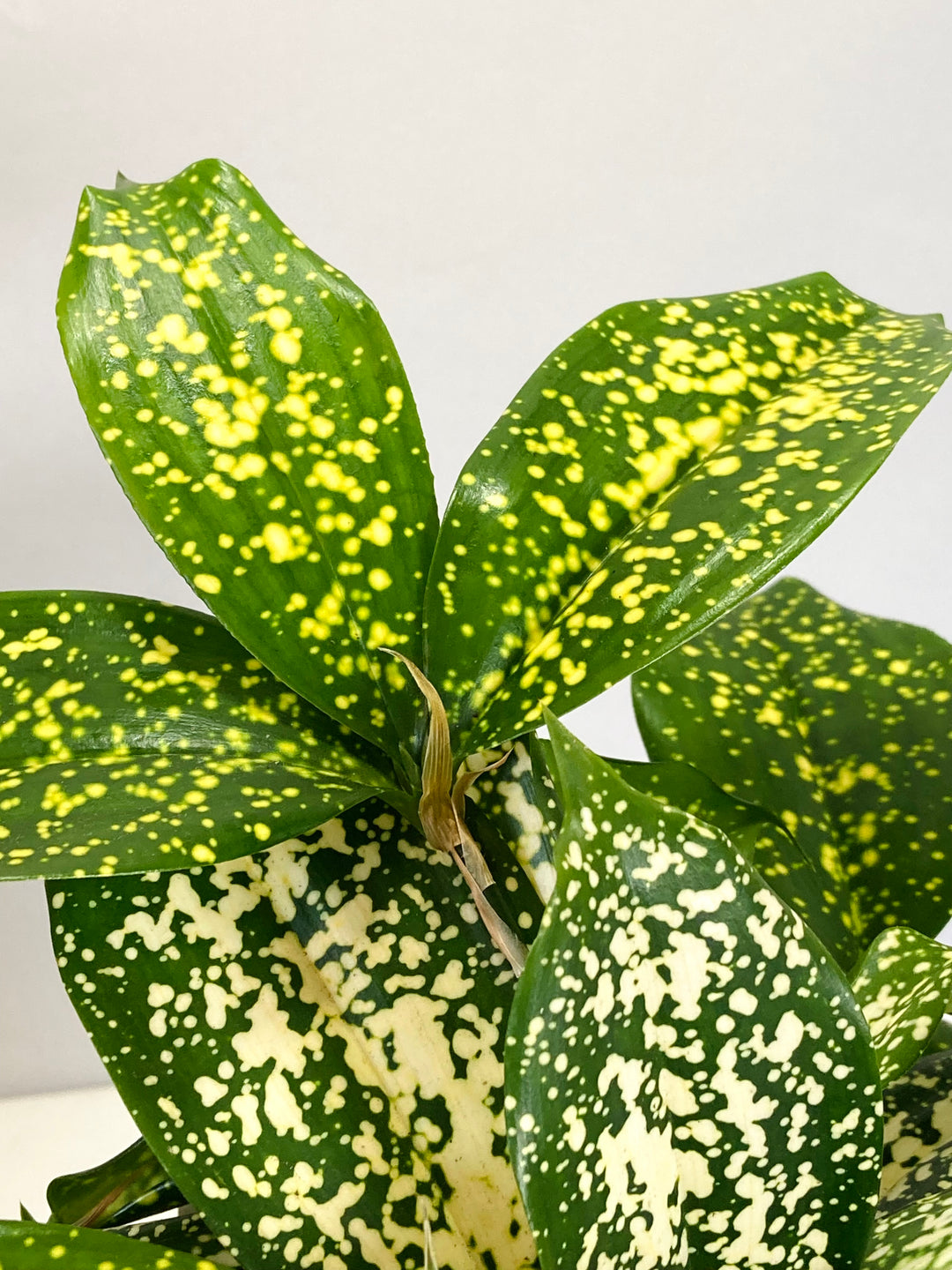 Dracaena Florida Beauty