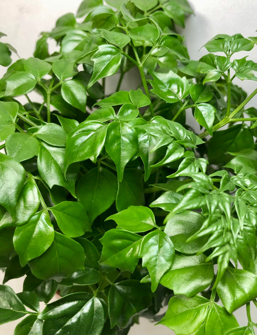 china doll plant terrarium Radermachera