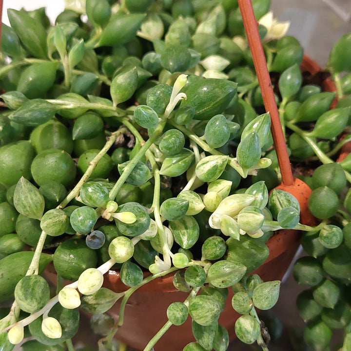 Variegated Senecio herreianus - String of Tears - String of Beads