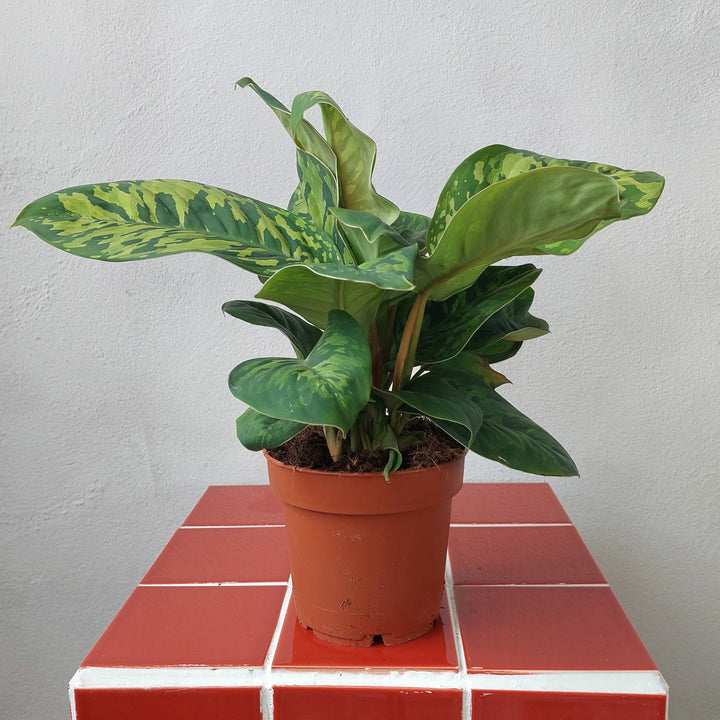 Adelonema wallisii ‘Camouflage’ (formerly Homalomena ‘Camouflage’) – Variegated Shield Plant