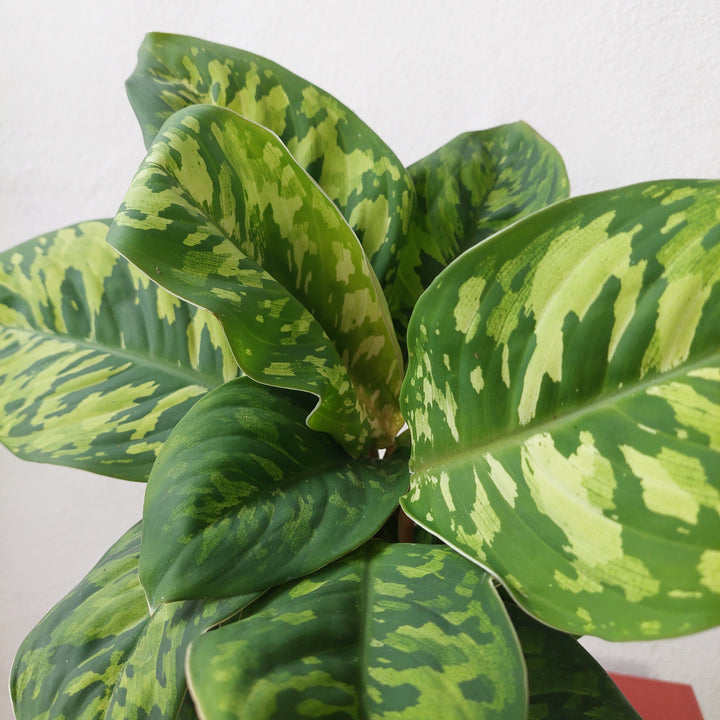 Adelonema wallisii ‘Camouflage’ (formerly Homalomena ‘Camouflage’) – Variegated Shield Plant