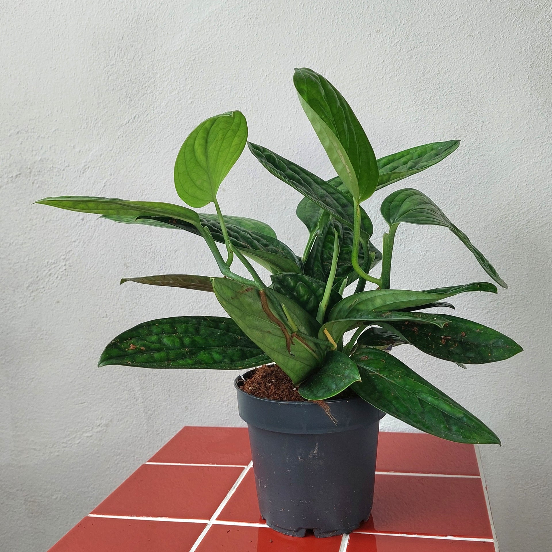 Epipremnum pinnatum 'Marble Planet' – Monstera Peru