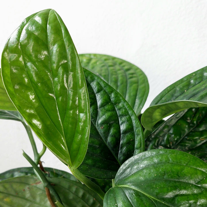 Epipremnum Pinnatum 'marble Planet' - Monstera Peru
