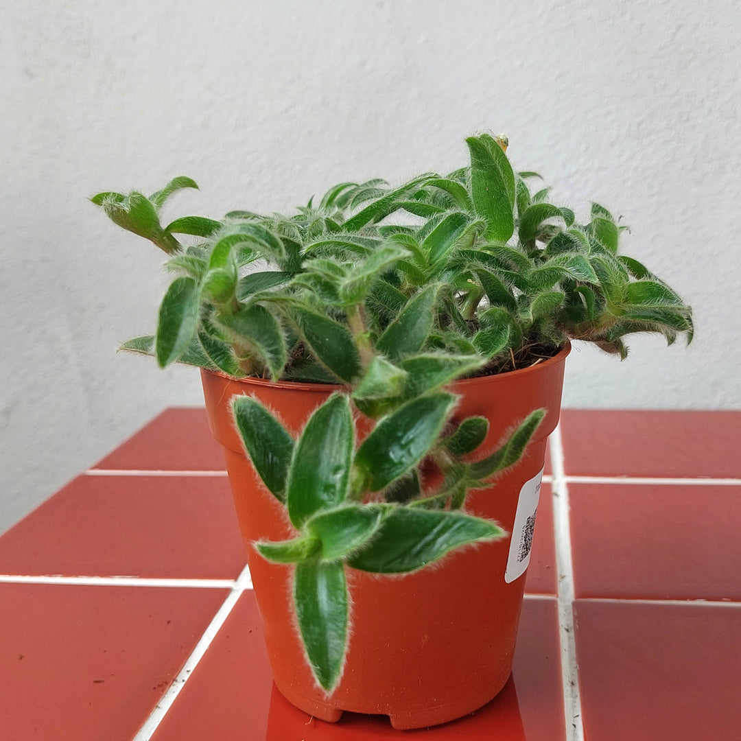 kitten ears succulent Tradescantia cyanotis somaliensis – Pussy Ears