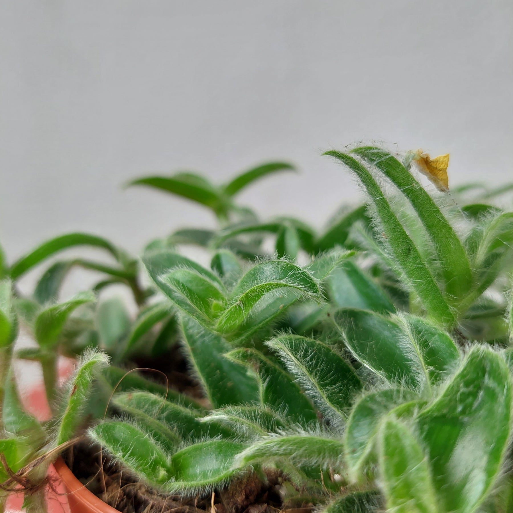 kitten ear succulent Tradescantia cyanotis somaliensis – Pussy Ears