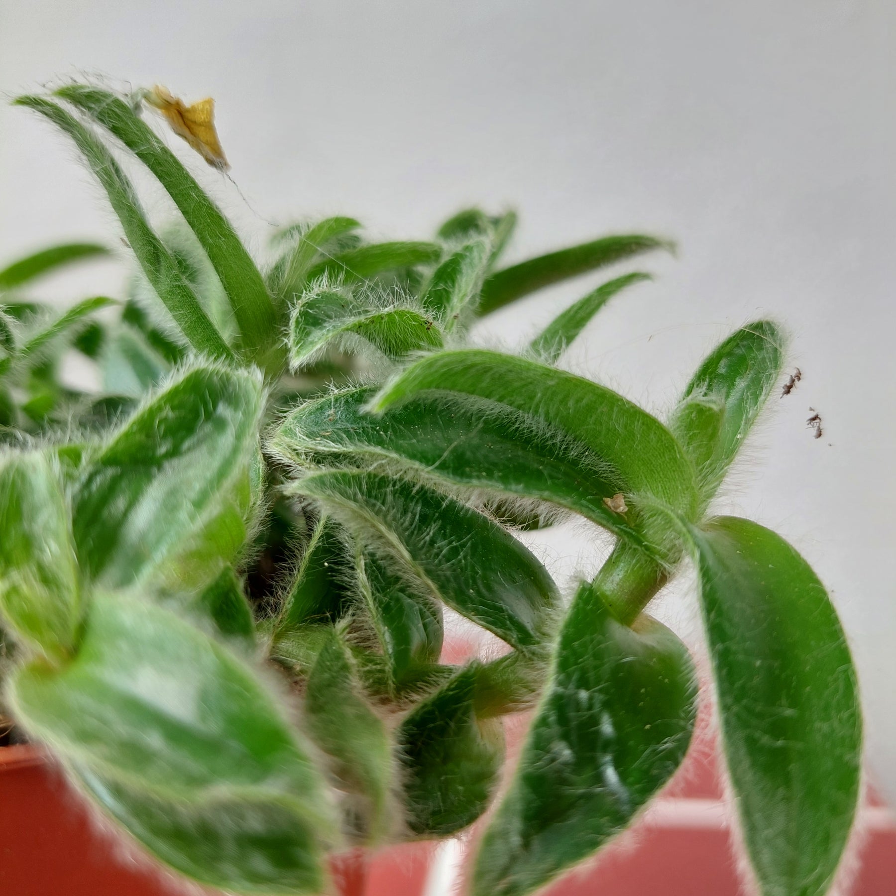 house plant with soft leaves Tradescantia cyanotis somaliensis – Pussy Ears