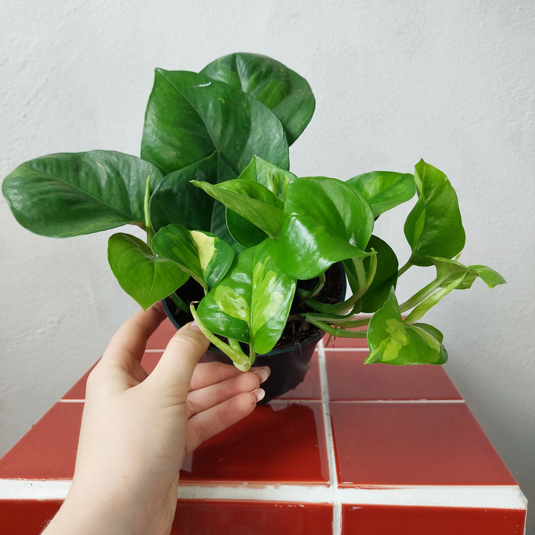 global pothos plant Epipremnum aureum 'Global Green' – Global Green Pothos