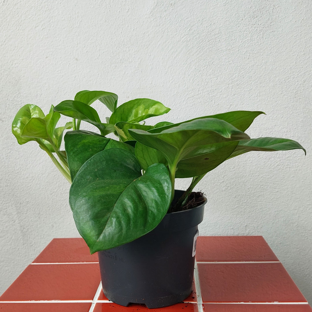 Epipremnum Global Green - Global Green Potho