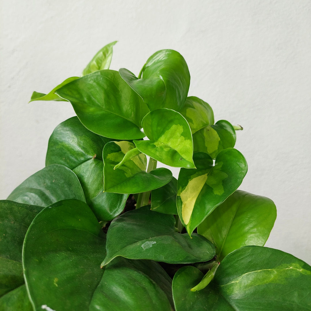 Epipremnum Global Green - Global Green Potho