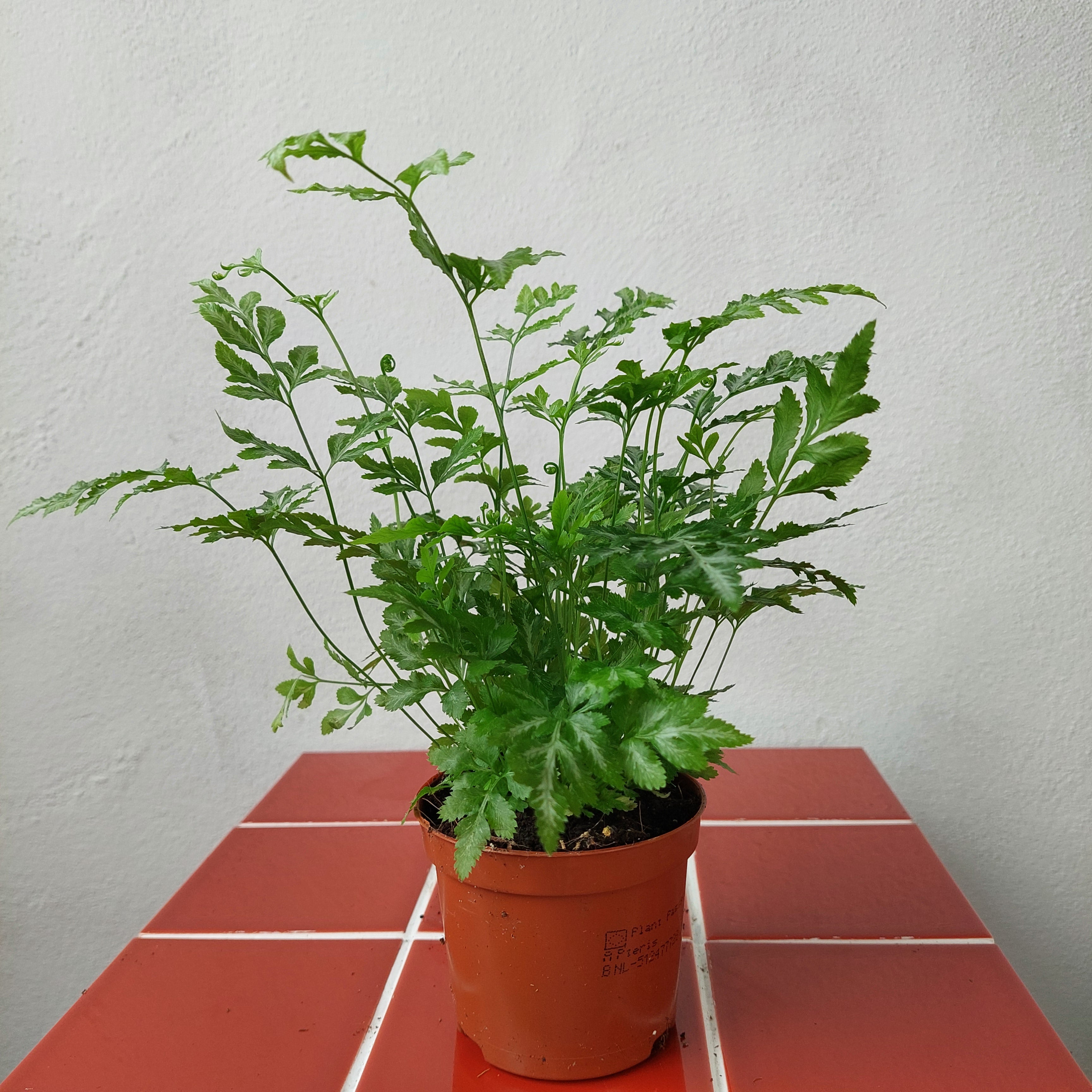 Houseplants