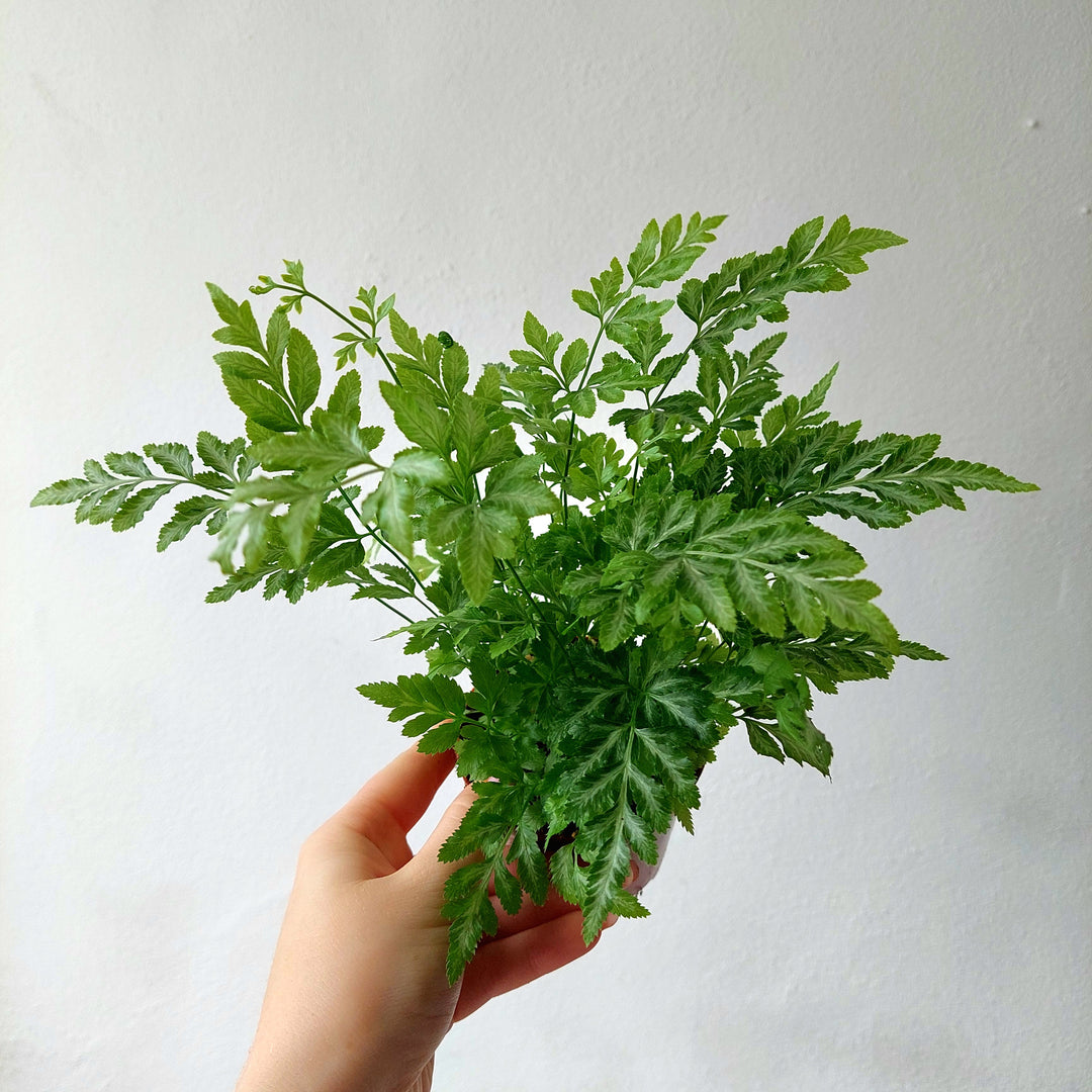 Pteris evergemiensis – Brake Fern