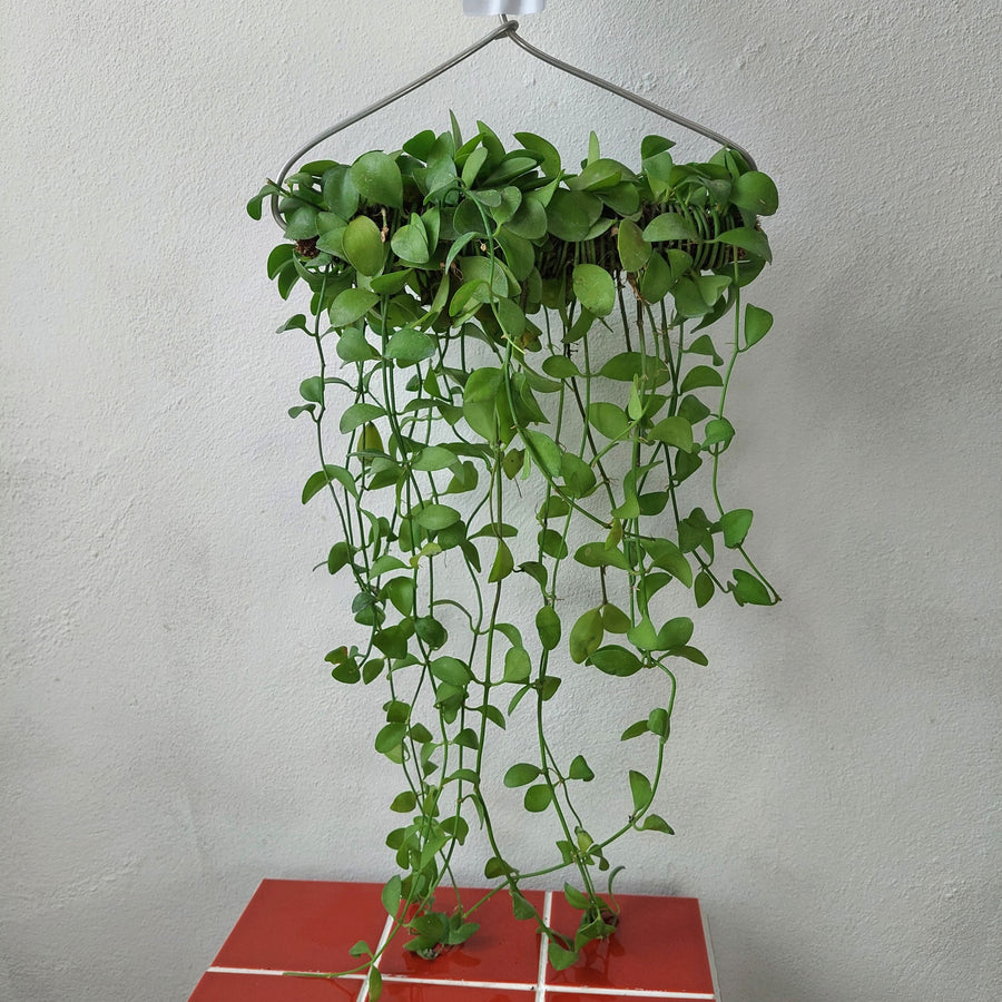 string of nickels hanging plant Dischidia nummularia – String of Nickels
