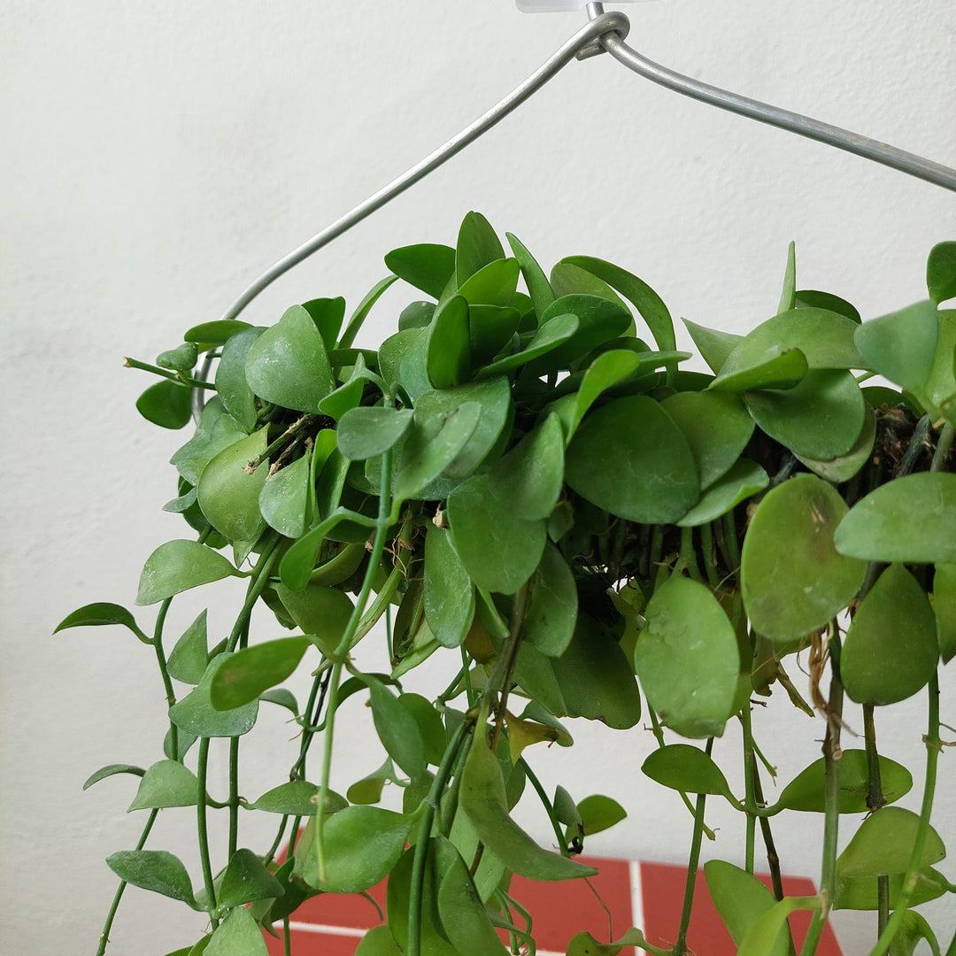 Dischidia nummularia – String of Nickels