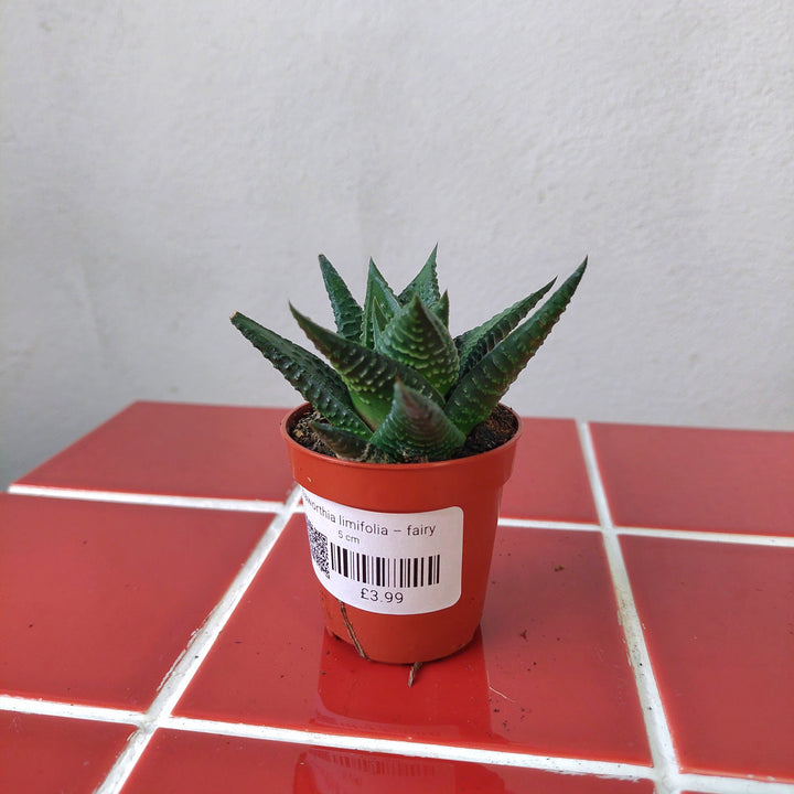 Haworthia limifolia – Fairy Washboard