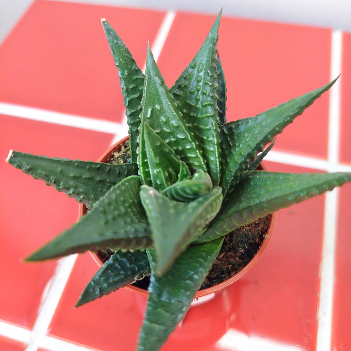 Haworthia limifolia – Fairy Washboard