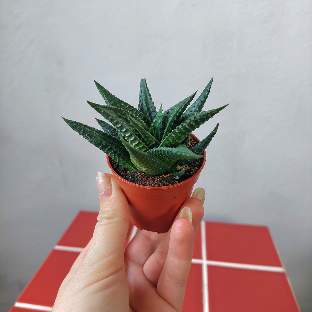Haworthia limifolia – Fairy Washboard