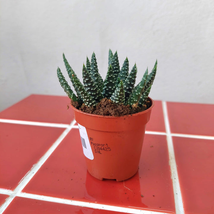 Haworthia margaritifera – Pearl Plant