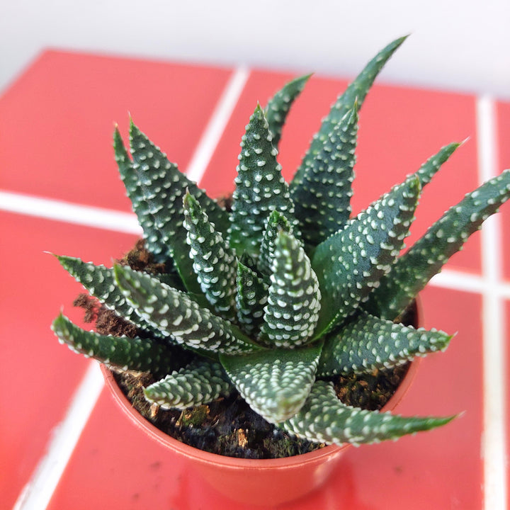 Haworthia margaritifera – Pearl Plant