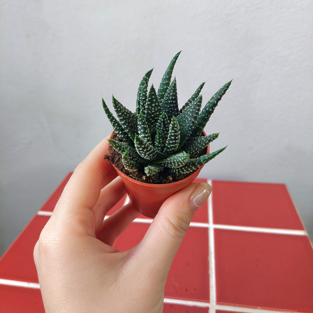 Haworthia margaritifera – Pearl Plant