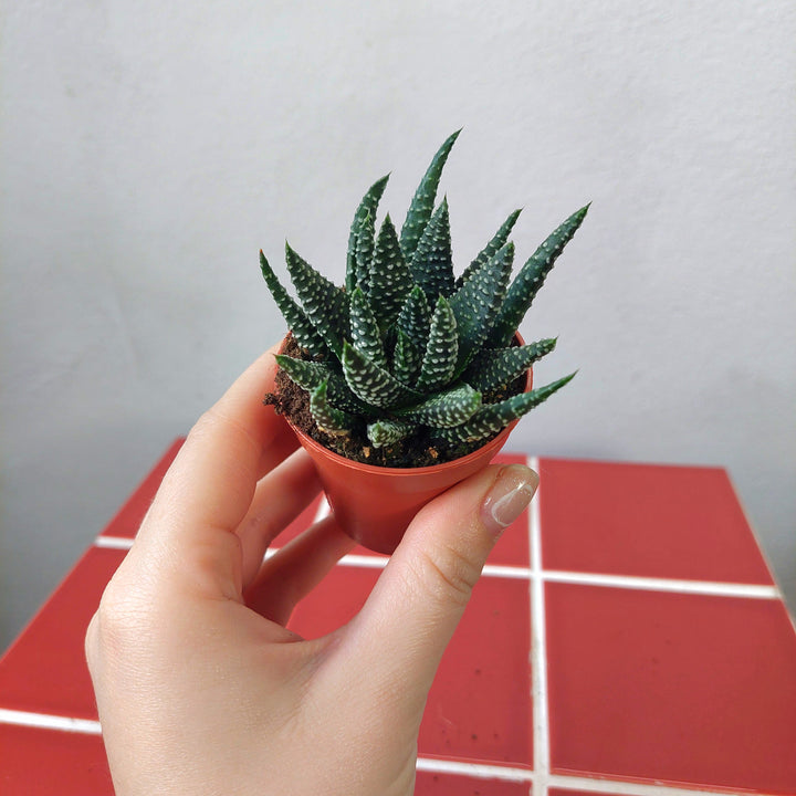 Haworthia margaritifera – Pearl Plant