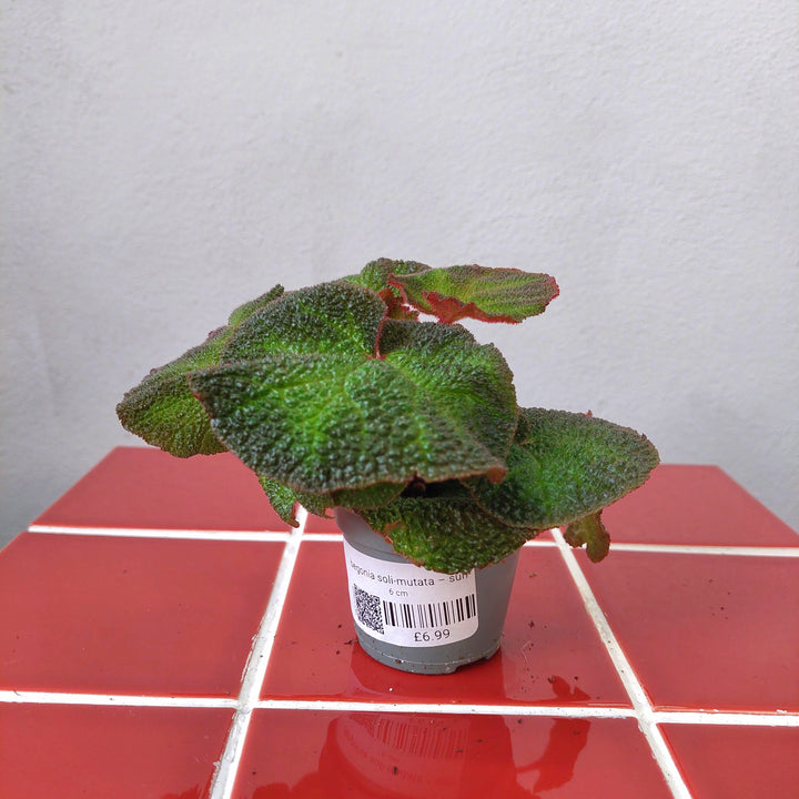 Begonia soli-mutata – Sun-Changing Begonia