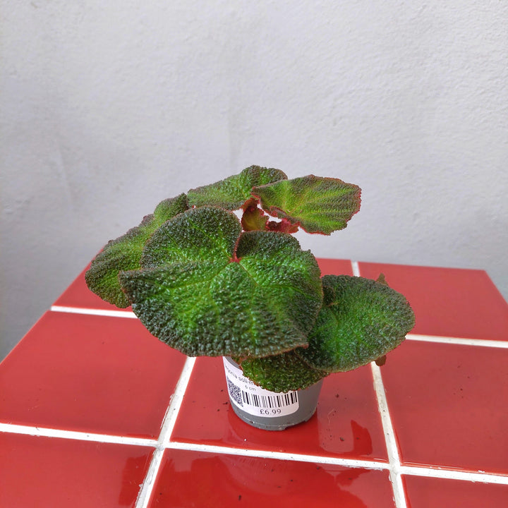 Begonia soli-mutata – Sun-Changing Begonia