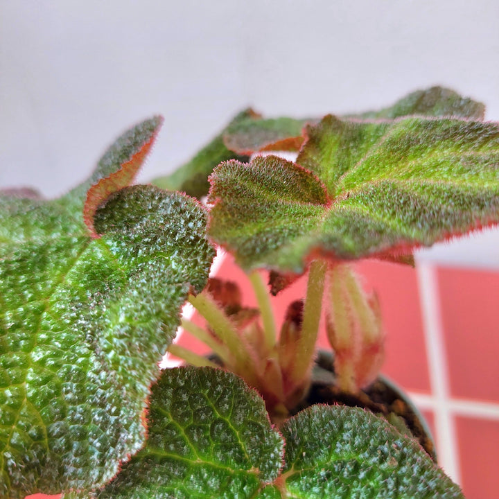 Begonia soli-mutata – Sun-Changing Begonia