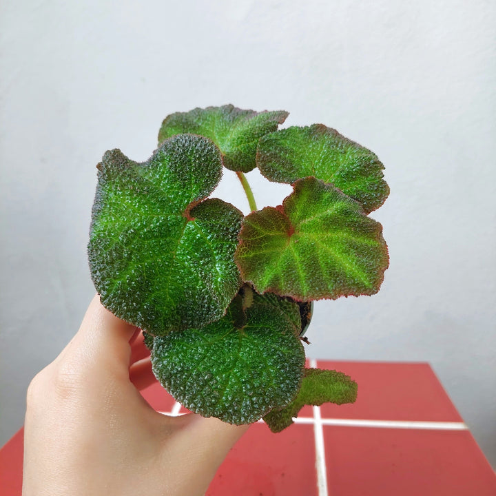 Begonia soli-mutata – Sun-Changing Begonia