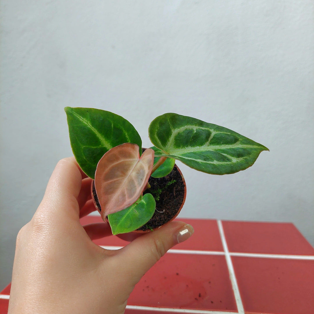 crystal anthurium plant Anthurium crystallinum – Crystal Anthurium | Rare Tropical Houseplant