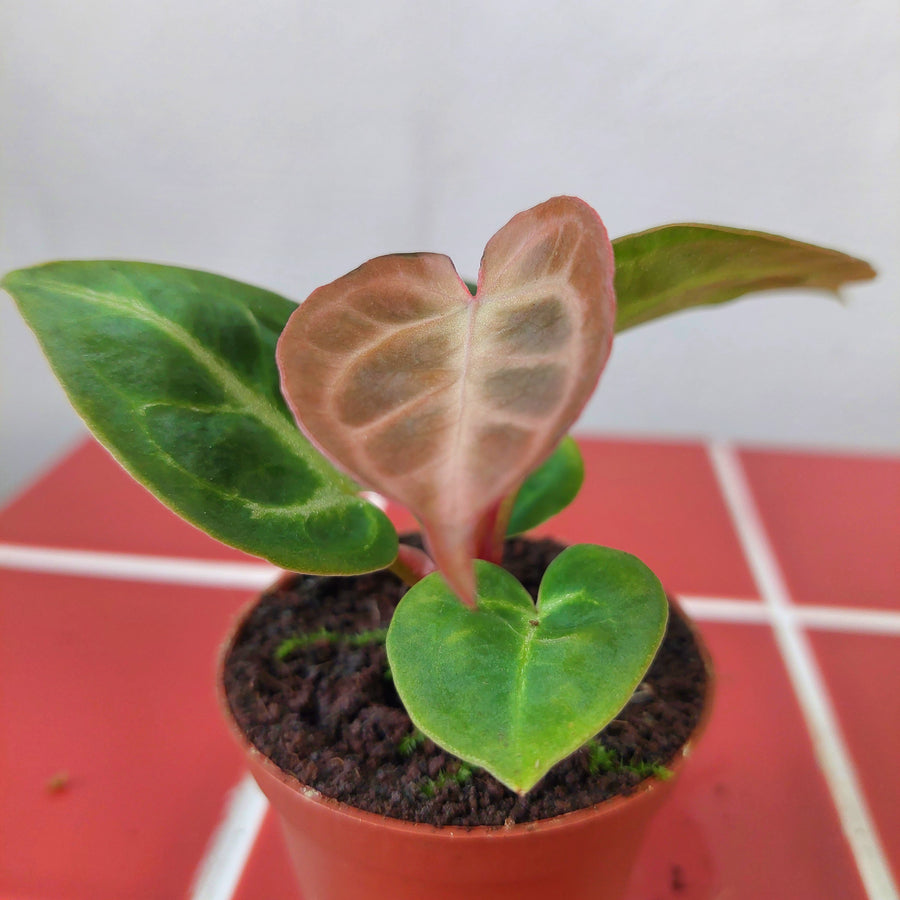 anthurium crystallinum care indoors Anthurium crystallinum – Crystal Anthurium | Rare Tropical Houseplant