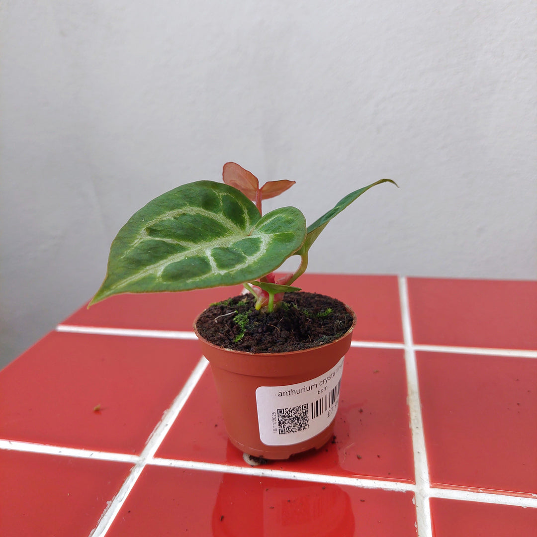 Anthurium crystallinum – Crystal Anthurium