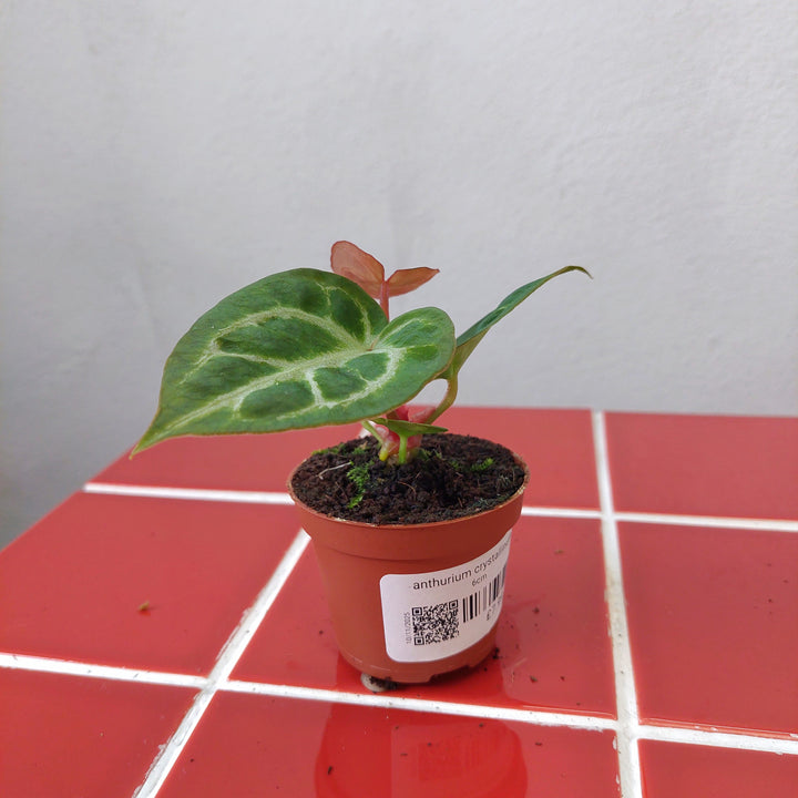 Anthurium crystallinum – Crystal Anthurium