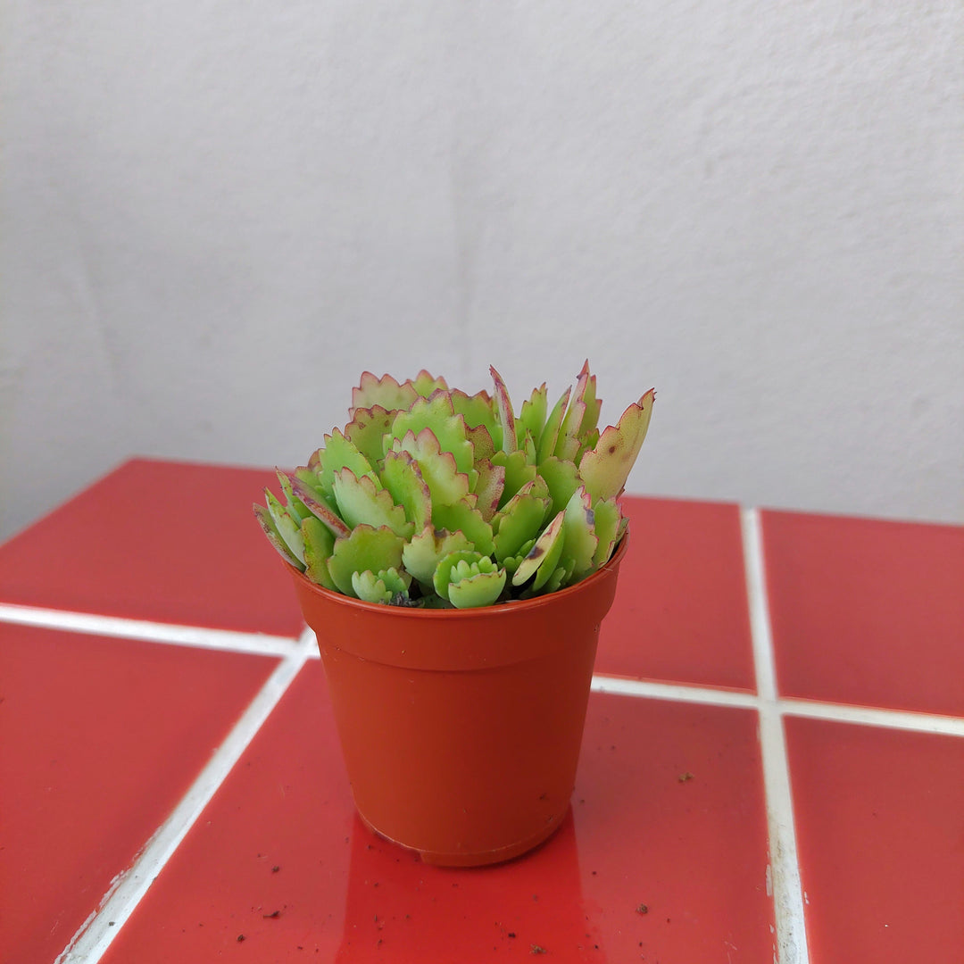 Kalanchoe houghtonii – Hybrid Mother of Thousands