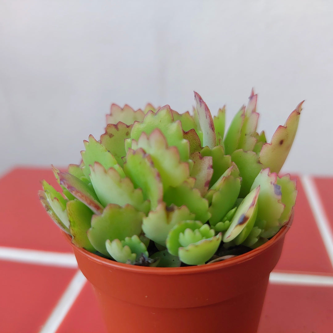 Kalanchoe houghtonii – Hybrid Mother of Thousands