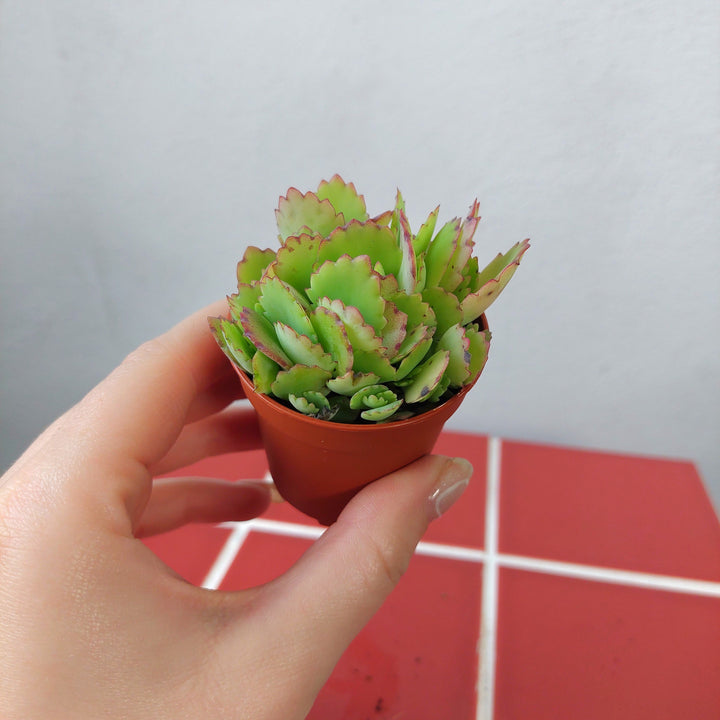 Kalanchoe houghtonii – Hybrid Mother of Thousands